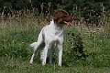 EPAGNEUL BRETON 763